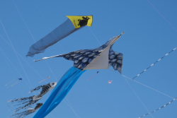 Cervia2026-097