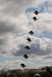 Driffield2009-009
