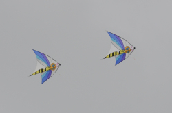 Bedford2014-015