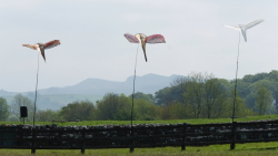 Birdoswald2016-022
