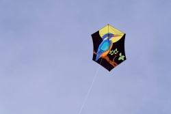 Bedford2019-001