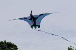 Bedford2019-013