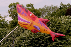 Bedford2019-118