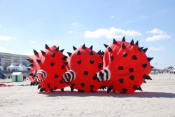 Berck2010-006