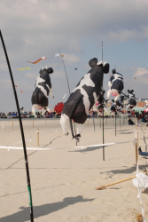 Berck2010-143
