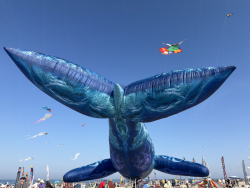 Cervia2026-279