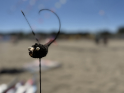 Cervia2026-677