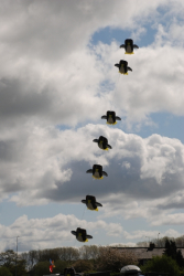 Driffield2009-009