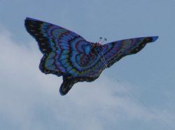 Fylde2005-016