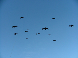 Rougham2007-029
